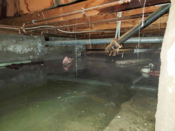 Best Mold removal after water damage  in Colfax, WA