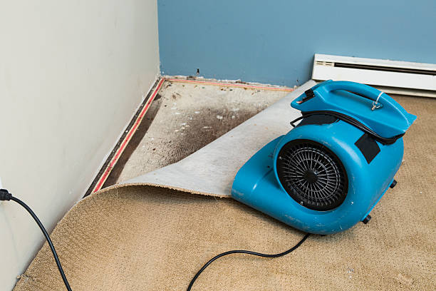 Best Professional water damage repair  in Colfax, WA